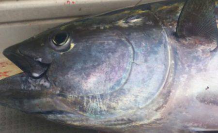 ブルドック 釣果