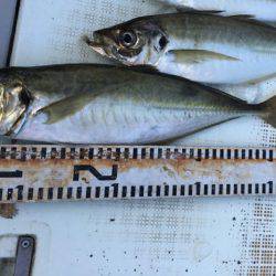 ブルースフィッシングサービス 釣果