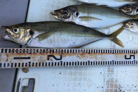 ブルースフィッシングサービス 釣果