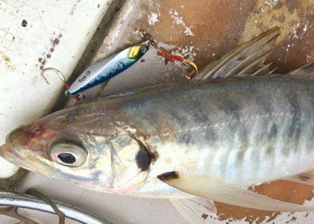 ブルースフィッシングサービス 釣果