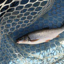 アマテラス 釣果