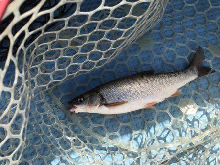 アマテラス 釣果