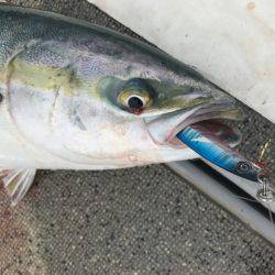 ブルースフィッシングサービス 釣果
