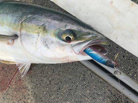 ブルースフィッシングサービス 釣果