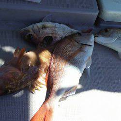 タイラバ遊漁船 ワンピース 釣果