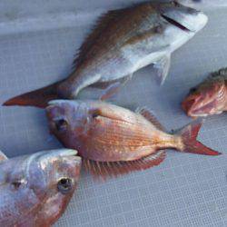 タイラバ遊漁船 ワンピース 釣果