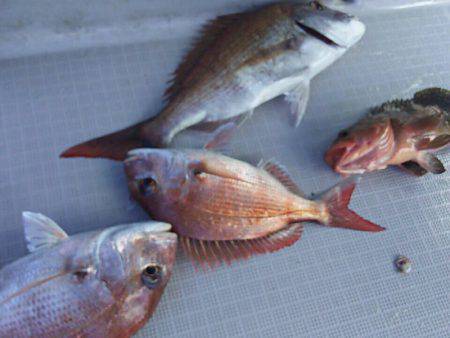 タイラバ遊漁船 ワンピース 釣果