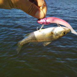 アマテラス 釣果