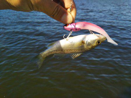 アマテラス 釣果