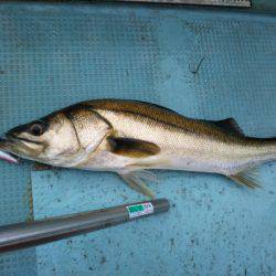 アマテラス 釣果