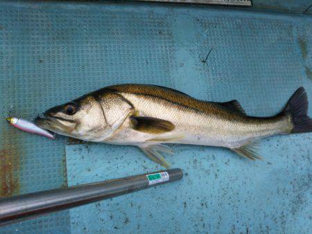 アマテラス 釣果