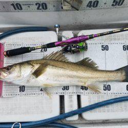 海龍丸（島根） 釣果