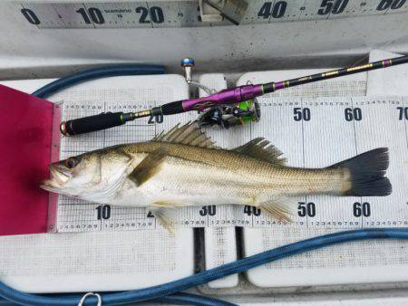 海龍丸（島根） 釣果