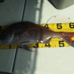 タイラバ遊漁船 ワンピース 釣果