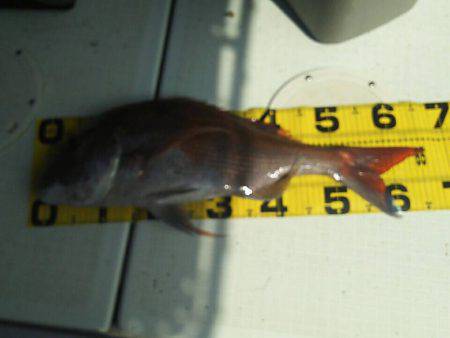 タイラバ遊漁船 ワンピース 釣果