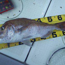 タイラバ遊漁船 ワンピース 釣果