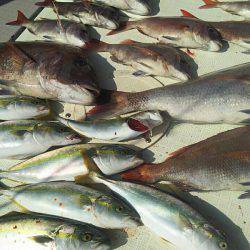 タイラバ遊漁船 ワンピース 釣果