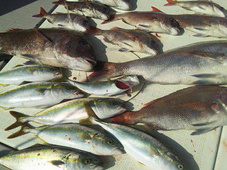 タイラバ遊漁船 ワンピース 釣果