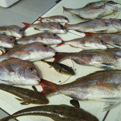 タイラバ遊漁船 ワンピース 釣果