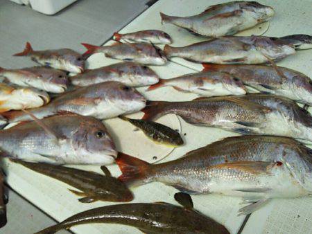 タイラバ遊漁船 ワンピース 釣果