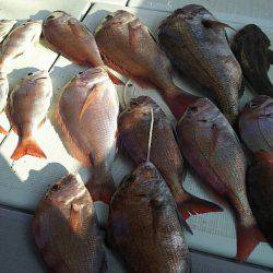 タイラバ遊漁船 ワンピース 釣果