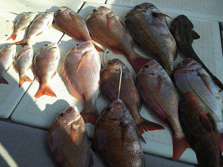 タイラバ遊漁船 ワンピース 釣果