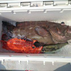 エンペラー 釣果