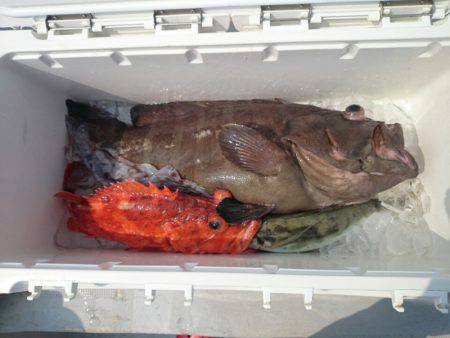 エンペラー 釣果