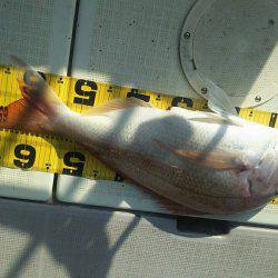 タイラバ遊漁船 ワンピース 釣果