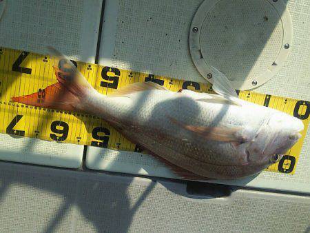 タイラバ遊漁船 ワンピース 釣果