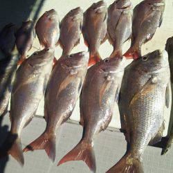 タイラバ遊漁船 ワンピース 釣果