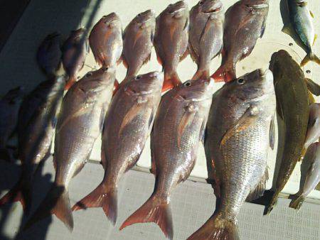 タイラバ遊漁船 ワンピース 釣果