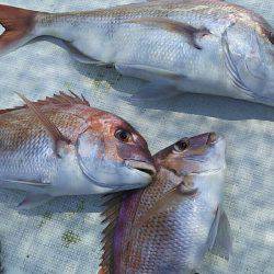 タイラバ遊漁船 ワンピース 釣果