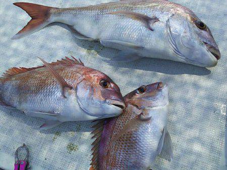 タイラバ遊漁船 ワンピース 釣果