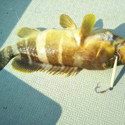 アマテラス 釣果