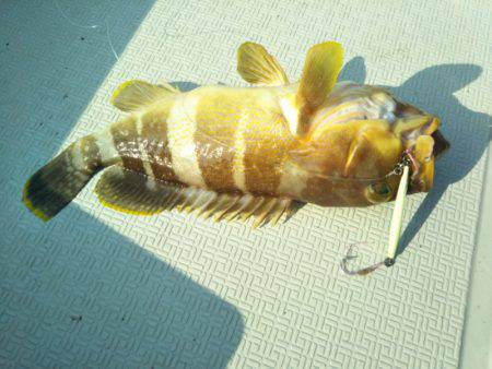 アマテラス 釣果