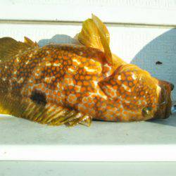 アマテラス 釣果