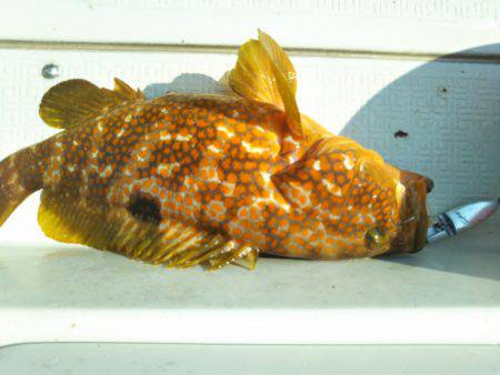 アマテラス 釣果