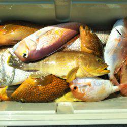 アマテラス 釣果