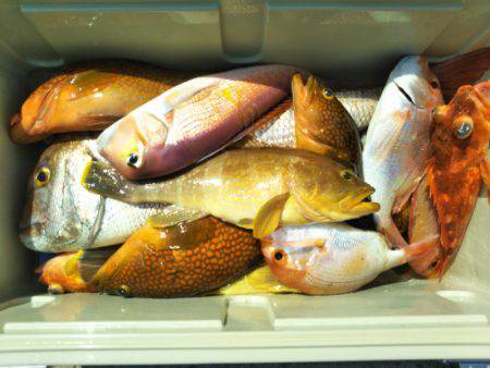 アマテラス 釣果