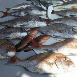 タイラバ遊漁船 ワンピース 釣果