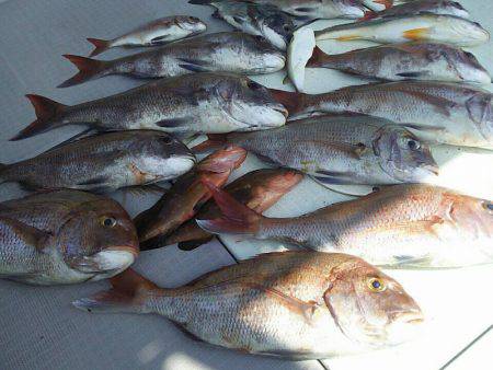 タイラバ遊漁船 ワンピース 釣果