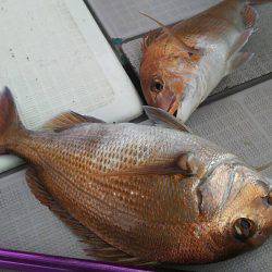 タイラバ遊漁船 ワンピース 釣果