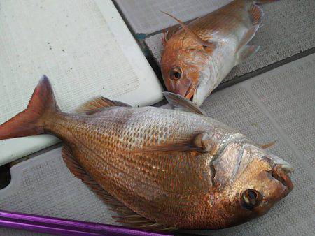 タイラバ遊漁船 ワンピース 釣果