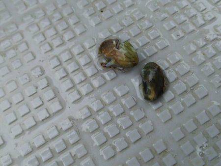 タイラバ遊漁船 ワンピース 釣果