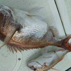 タイラバ遊漁船 ワンピース 釣果