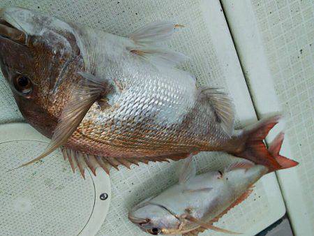 タイラバ遊漁船 ワンピース 釣果