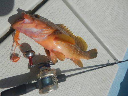 きずなまりん 釣果