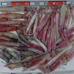 遊漁船 家入 釣果