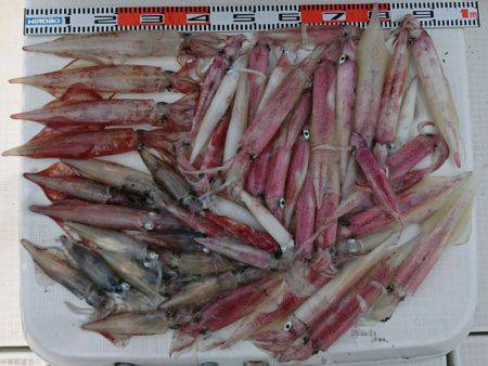 遊漁船 家入 釣果